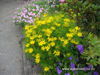 Picture of Coreopsis verticillata - 5 pieces