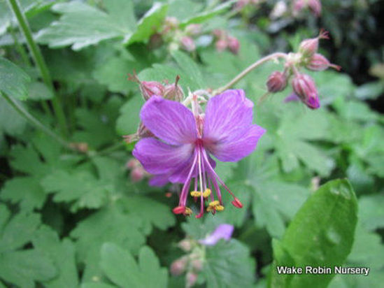 Picture of Geranium macrorrhizum - 5 pieces