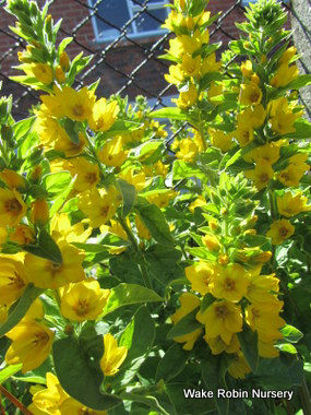 Picture of Lysimachia punctata - 5 pieces