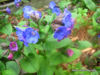 Picture of Pulmonaria angustifolia - 5 pieces