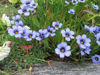 Picture of Sisyrinchium Devon Skies - 5 pieces