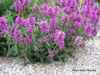 Picture of Stachys officinalis ssp. 'Nana' - 5 pieces
