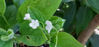 Picture of Omphalodes verna 'Alba' - 5 pieces