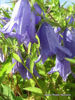 Picture of Campanula 'Van Houtei' - 5 pieces