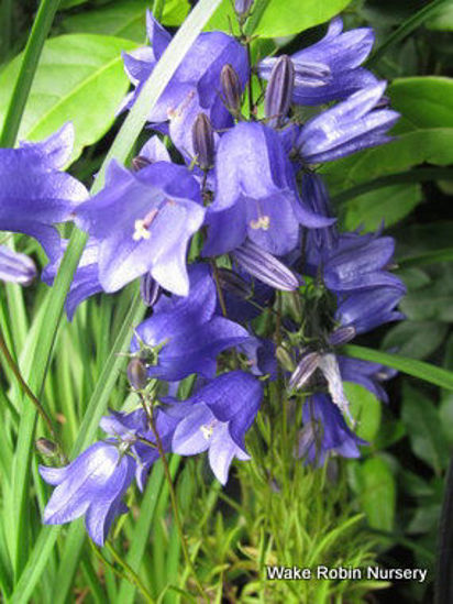 Picture of Campanula rotundifolia - 5 pieces