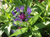 Picture of Centaurea montana