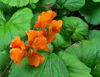 Picture of Geum 'Firestorm'