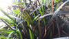 Picture of Ophiopogon Planiscarpus 'Black Dragon'