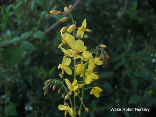 Picture of Epimedium x 'Sulphureum'