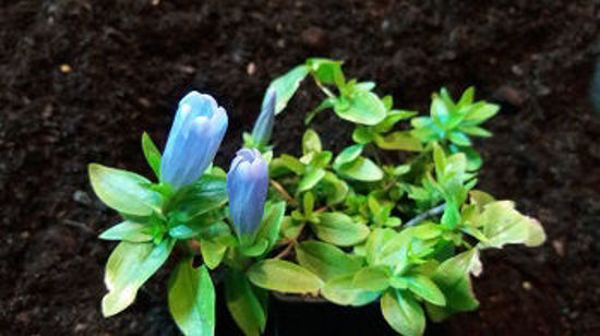 Picture of Gentiana triflora 'Blue Magic'
