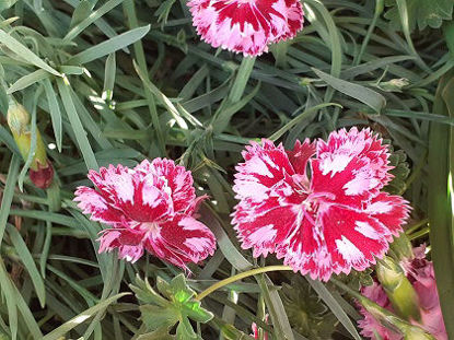 Picture of Dianthus 'Cranberry Ice'