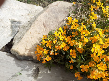 Picture of Erysimum Orange Flame