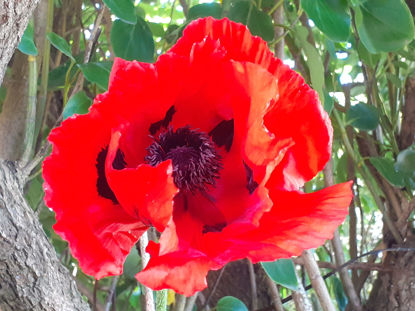 Picture of Papaver orientale 'Empress of India'