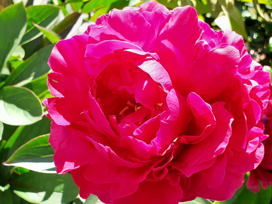 Picture of Paeonia  Double Pink