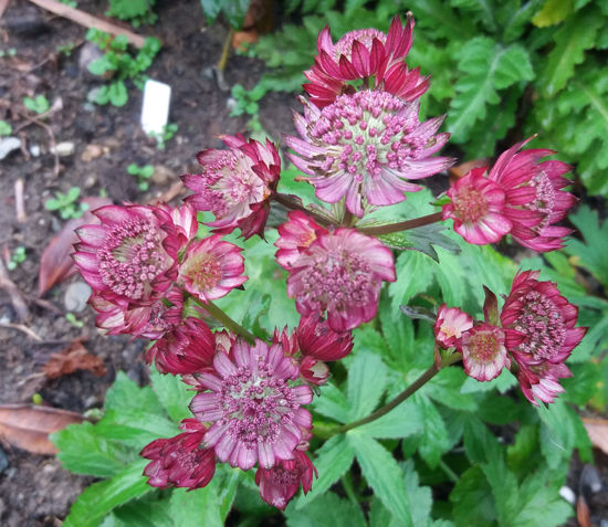 Picture of Astrantia major Rubra