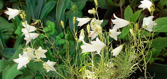 Picture of Campanula 'Mist Maiden'