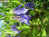 Picture of Campanula 'Van Houtei'