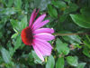 Picture of Echinacea purpurea 'Magnus'