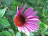 Picture of Echinacea purpurea 'Magnus'