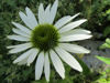 Picture of Echinacea purpurea 'White Swan'