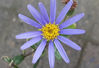 Picture of Felicia amelloides Blue