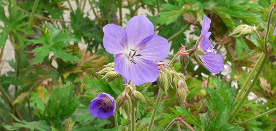 Picture of Geranium x "Johnstons Blue"