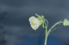 Picture of Geum Rivale 'Alba'