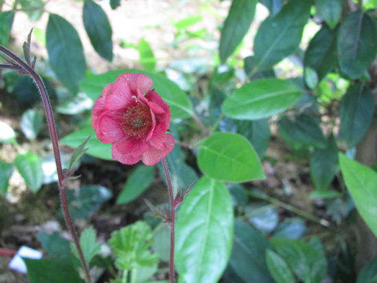 Picture of Geum rivale 'Roseum'