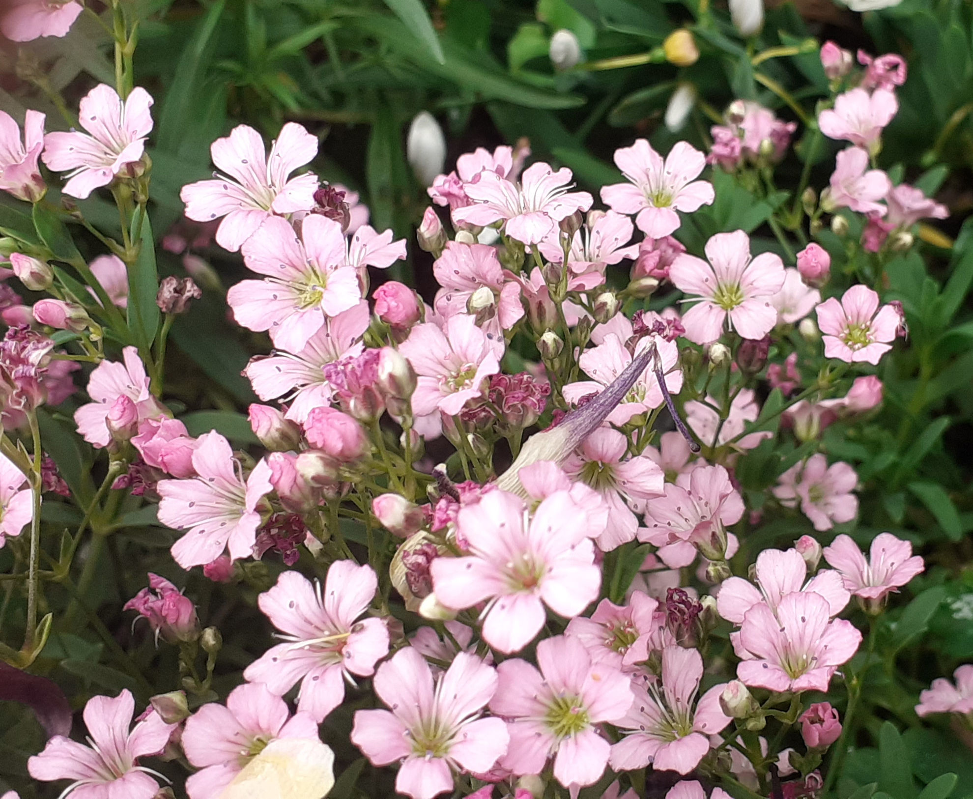 Gypsophila repens Rosea Wake Robin Nursery