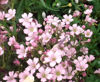 Picture of Gypsophila repens Rosea