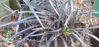 Picture of Omphiopogon Planiscarpus 'Black Dragon'