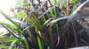 Picture of Omphiopogon Planiscarpus 'Black Dragon'
