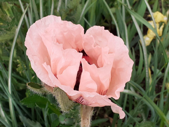 Picture of Papaver orientale 'Princess Victoria Louise'