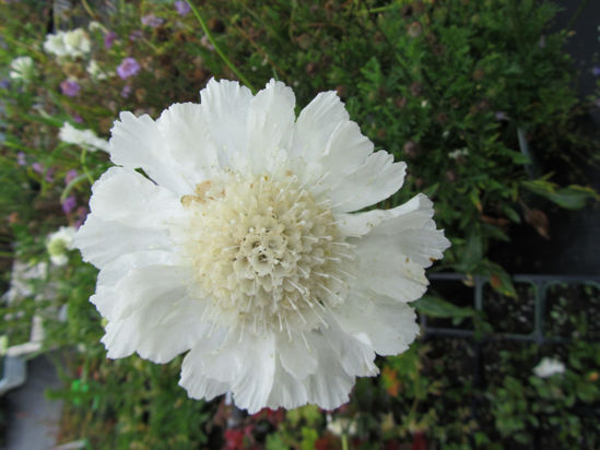 Picture of Scabiosa caucasica 'Fama White'