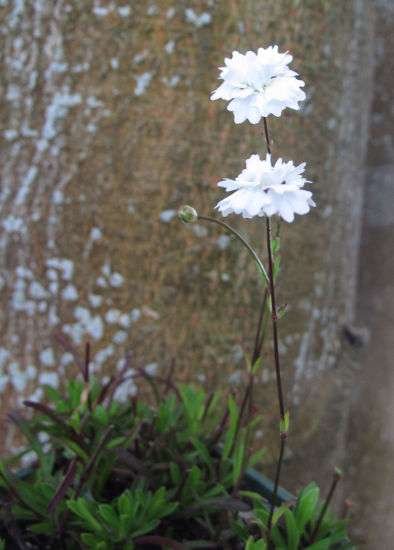 Picture of Silene alpestris 'Flore Pleno'