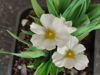 Picture of Sisyrinchium Snowbells