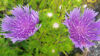 Picture of Stokesia 'Peachie's Pick'