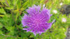 Picture of Stokesia 'Peachie's Pick'