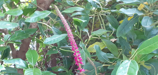 Picture of Veronica Dwarf Pink