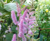 Picture of Astilbe Chinensis
