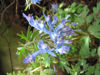 Picture of Corydalis flexuosa  -5 pieces
