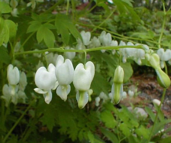 Picture of Dicentra spectabilis alba