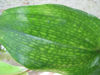 Picture of Disporopsis omeiensis