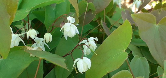 Picture of Epimedium x youngianum 'Niveum'