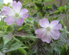 Picture of Geranium 'Katherine Adele'