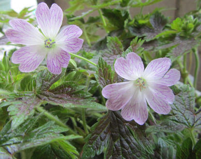 Picture of Geranium 'Katherine Adele'