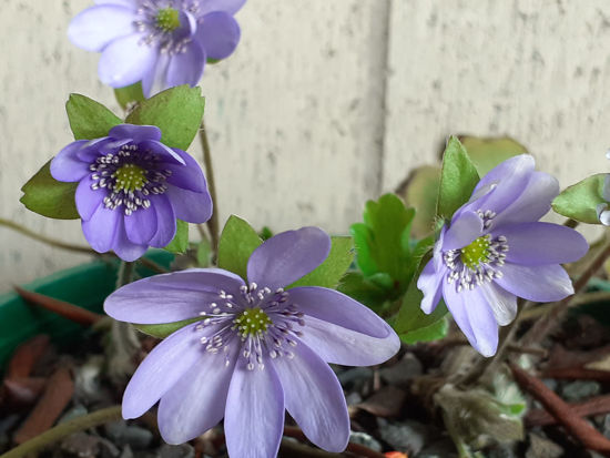 Picture of Hepatica nobilis - Mixed