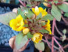 Picture of Lysimachia congestiflora