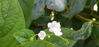 Picture of Omphalodes verna 'Alba' - 5 pieces