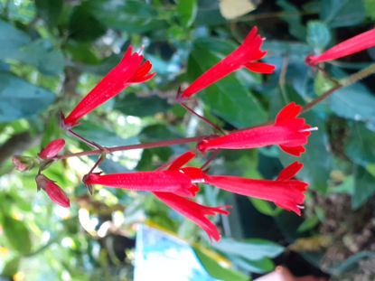 Picture of Ourisia coccinea